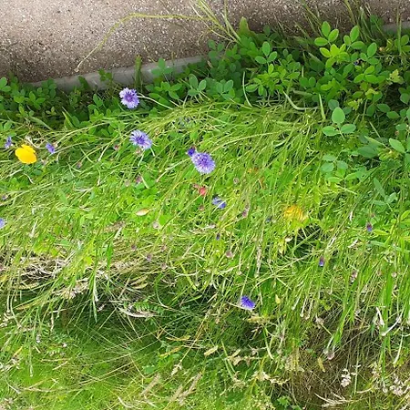 Sonnige In Laendlicher Umgebung *